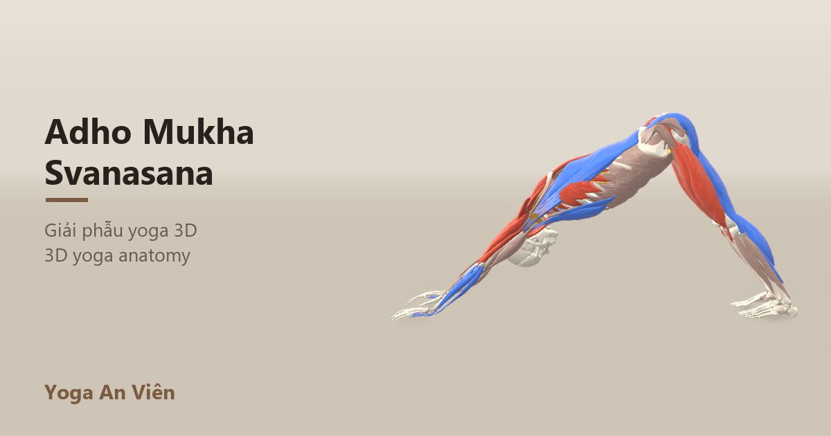 Ảnh giải phẫu 3D tư thế chó úp mặt, gân kheo và bắp chân được kéo giãn, vai tay chịu lực