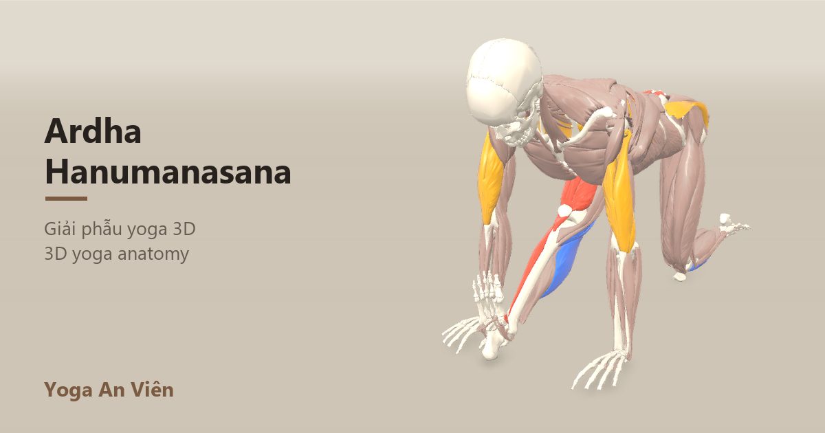 Ảnh giải phẫu 3D tư thế nửa xoạc dọc, gân kheo chân trước được kéo giãn sâu