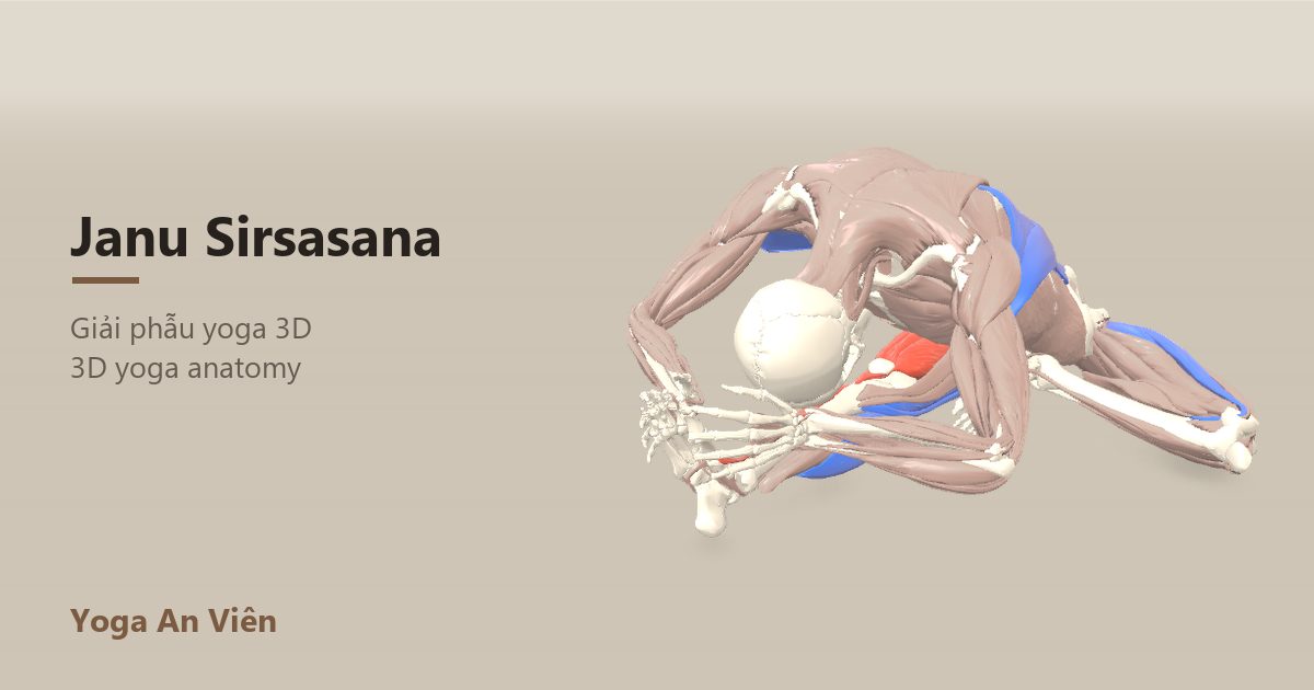 Ảnh giải phẫu 3D tư thế đầu chạm gối, gân kheo chân duỗi và cơ khép đùi chân gập được kéo giãn