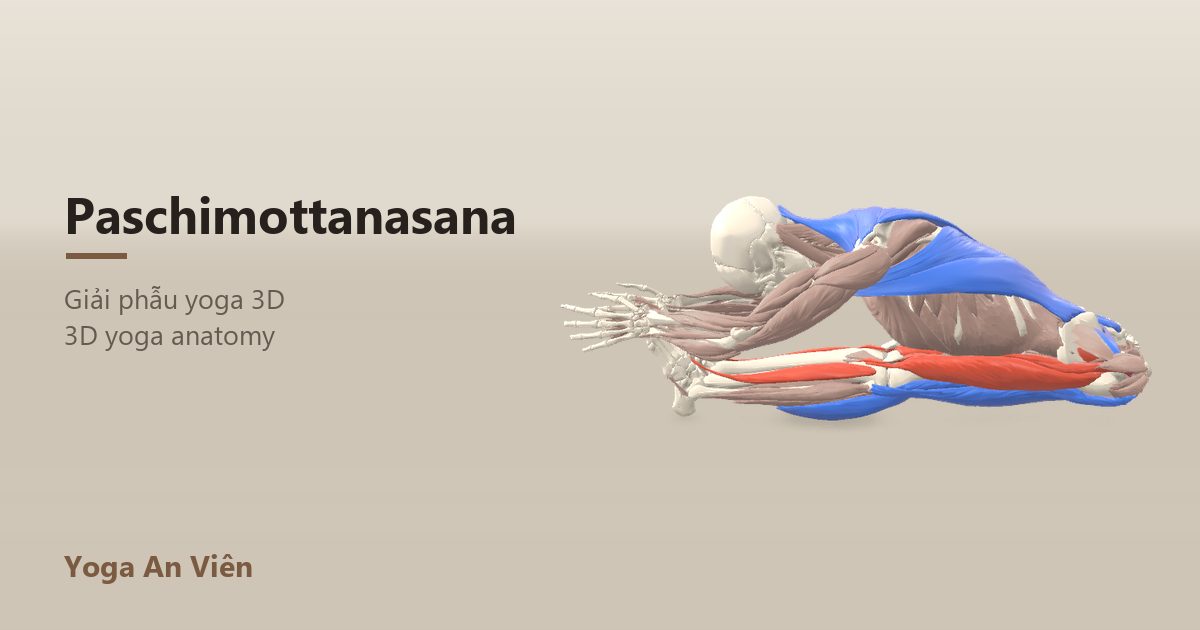 Ảnh giải phẫu 3D tư thế gập người ngồi Paschimottanasana, nhóm cơ gân kheo được kéo giãn