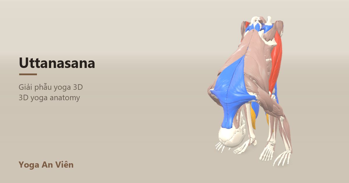 Ảnh giải phẫu 3D tư thế gập người đứng, chuỗi cơ phía sau chân và lưng được kéo giãn